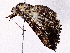  ( - BIOUG73654-D10)  @11 [ ] CreativeCommons - Attribution (2022) CBG Photography Group Centre for Biodiversity Genomics