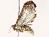  ( - BIOUG73654-E12)  @11 [ ] CreativeCommons - Attribution (2022) CBG Photography Group Centre for Biodiversity Genomics