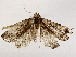  ( - BIOUG73654-G04)  @11 [ ] CreativeCommons - Attribution (2022) CBG Photography Group Centre for Biodiversity Genomics