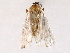 ( - BIOUG76532-C02)  @12 [ ] CreativeCommons - Attribution (2022) CBG Photography Group Centre for Biodiversity Genomics