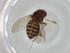  (Drosophila eohydei - BIOUG77099-F06)  @11 [ ] CreativeCommons - Attribution (2022) Centre for Biodiversity Genomics Centre for Biodiversity Genomics
