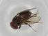  (Drosophila canalinea - BIOUG77169-F05)  @11 [ ] CreativeCommons - Attribution (2022) Centre for Biodiversity Genomics Centre for Biodiversity Genomics