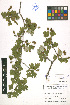  ( - LE-GU-10-06)  @11 [ ] CreativeCommons - Attribution Non-Commercial No Derivatives (2012) Roman Ufimov Komarov Botanical Institute, RAS