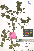  ( - LE-GU-10-34)  @11 [ ] CreativeCommons - Attribution Non-Commercial No Derivatives (2012) Roman Ufimov Komarov Botanical Institute, RAS