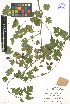  ( - LE-GU-11-11)  @11 [ ] CreativeCommons - Attribution Non-Commercial No Derivatives (2012) Roman Ufimov Komarov Botanical Institute, RAS