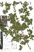  ( - LE-Ko-11-45)  @11 [ ] CreativeCommons - Attribution Non-Commercial No Derivatives (2012) Roman Ufimov Komarov Botanical Institute, RAS
