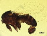  ( - BIOUG27398-H10)  @11 [ ] CreativeCommons - Attribution (2021) CBG Photography Group Centre for Biodiversity Genomics