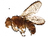  ( - BIOUG27410-A01)  @14 [ ] CreativeCommons - Attribution (2016) CBG Photography Group Centre for Biodiversity Genomics