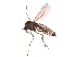 ( - BIOUG27638-F04)  @13 [ ] CreativeCommons - Attribution (2016) CBG Photography Group Centre for Biodiversity Genomics