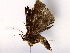  ( - BIOUG64405-C11)  @11 [ ] CreativeCommons - Attribution (2022) CBG Photography Group Centre for Biodiversity Genomics