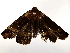  (Rejectaria Malaise9371 - BIOUG76504-H04)  @11 [ ] CreativeCommons - Attribution (2022) CBG Photography Group Centre for Biodiversity Genomics