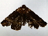  ( - BIOUG76504-H04)  @11 [ ] CreativeCommons - Attribution (2022) CBG Photography Group Centre for Biodiversity Genomics