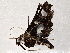  ( - BIOUG76505-B03)  @11 [ ] CreativeCommons - Attribution (2022) CBG Photography Group Centre for Biodiversity Genomics