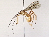  ( - BIOUG76505-C02)  @11 [ ] CreativeCommons - Attribution (2022) CBG Photography Group Centre for Biodiversity Genomics