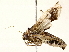  ( - BIOUG76506-B10)  @11 [ ] CreativeCommons - Attribution (2022) CBG Photography Group Centre for Biodiversity Genomics