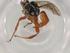  (Coelichneumon Malaise1017 - BIOUG77456-E05)  @11 [ ] CreativeCommons - Attribution (2022) Centre for Biodiversity Genomics Centre for Biodiversity Genomics