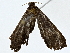  ( - BIOUG80141-A11)  @11 [ ] CreativeCommons - Attribution (2022) CBG Photography Group Centre for Biodiversity Genomics
