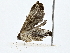  (Prosoparia Malaise6769 - BIOUG80142-B07)  @11 [ ] CreativeCommons - Attribution (2022) CBG Photography Group Centre for Biodiversity Genomics