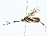  ( - BIOUG80142-E06)  @11 [ ] CreativeCommons - Attribution (2022) CBG Photography Group Centre for Biodiversity Genomics