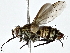  (tachMalaise7903 - BIOUG80143-H06)  @13 [ ] CreativeCommons - Attribution (2022) CBG Photography Group Centre for Biodiversity Genomics