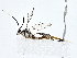  ( - BIOUG80144-G08)  @11 [ ] CreativeCommons - Attribution (2022) CBG Photography Group Centre for Biodiversity Genomics