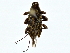  ( - BIOUG80145-A06)  @11 [ ] CreativeCommons - Attribution (2022) CBG Photography Group Centre for Biodiversity Genomics