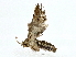  ( - BIOUG80146-F06)  @11 [ ] CreativeCommons - Attribution (2022) CBG Photography Group Centre for Biodiversity Genomics