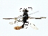  ( - BIOUG80147-B08)  @11 [ ] CreativeCommons - Attribution (2022) CBG Photography Group Centre for Biodiversity Genomics