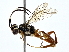  ( - BIOUG80147-C07)  @11 [ ] CreativeCommons - Attribution (2022) CBG Photography Group Centre for Biodiversity Genomics