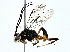  ( - BIOUG80147-C08)  @11 [ ] CreativeCommons - Attribution (2022) CBG Photography Group Centre for Biodiversity Genomics