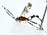  ( - BIOUG80147-C11)  @11 [ ] CreativeCommons - Attribution (2022) CBG Photography Group Centre for Biodiversity Genomics