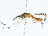  ( - BIOUG80152-G05)  @11 [ ] CreativeCommons - Attribution (2022) CBG Photography Group Centre for Biodiversity Genomics