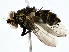  ( - BIOUG80153-A03)  @11 [ ] CreativeCommons - Attribution (2022) CBG Photography Group Centre for Biodiversity Genomics