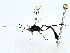  ( - BIOUG80156-B11)  @11 [ ] CreativeCommons - Attribution (2022) CBG Photography Group Centre for Biodiversity Genomics