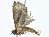  ( - BIOUG80166-C05)  @11 [ ] CreativeCommons - Attribution (2022) CBG Photography Group Centre for Biodiversity Genomics