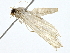  (Salbia BioLep5958 - BIOUG80166-D08)  @11 [ ] CreativeCommons - Attribution (2022) CBG Photography Group Centre for Biodiversity Genomics