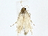  (Stenoma Malaise3881 - BIOUG80166-D11)  @11 [ ] CreativeCommons - Attribution (2022) CBG Photography Group Centre for Biodiversity Genomics