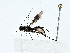  (Pedinotus - BIOUG80168-A11)  @11 [ ] CreativeCommons - Attribution (2022) CBG Photography Group Centre for Biodiversity Genomics