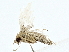  (Phalaenophana Malaise9014 - BIOUG80173-C07)  @11 [ ] CreativeCommons - Attribution (2022) CBG Photography Group Centre for Biodiversity Genomics