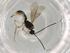  (Heterospilus Malaise4145 - BIOUG83601-F02)  @11 [ ] CreativeCommons - Attribution (2022) Centre for Biodiversity Genomics Centre for Biodiversity Genomics
