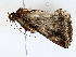  ( - BIOUG64408-B03)  @11 [ ] CreativeCommons - Attribution (2022) CBG Photography Group Centre for Biodiversity Genomics
