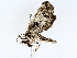  ( - BIOUG64408-C03)  @11 [ ] CreativeCommons - Attribution (2022) CBG Photography Group Centre for Biodiversity Genomics