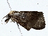  ( - BIOUG64408-C07)  @11 [ ] CreativeCommons - Attribution (2022) CBG Photography Group Centre for Biodiversity Genomics