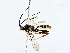  ( - BIOUG64409-F11)  @11 [ ] CreativeCommons - Attribution (2022) CBG Photography Group Centre for Biodiversity Genomics
