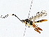  ( - BIOUG64409-G03)  @11 [ ] CreativeCommons - Attribution (2022) CBG Photography Group Centre for Biodiversity Genomics