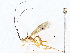  ( - BIOUG64409-G08)  @11 [ ] CreativeCommons - Attribution (2022) CBG Photography Group Centre for Biodiversity Genomics