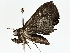  (Nicetas Malaise9552 - BIOUG64410-A05)  @11 [ ] CreativeCommons - Attribution (2022) CBG Photography Group Centre for Biodiversity Genomics