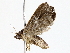  ( - BIOUG64410-D01)  @11 [ ] CreativeCommons - Attribution (2022) CBG Photography Group Centre for Biodiversity Genomics