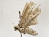  ( - BIOUG64411-A01)  @11 [ ] CreativeCommons - Attribution (2022) CBG Photography Group Centre for Biodiversity Genomics