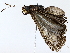  ( - BIOUG76507-D10)  @11 [ ] CreativeCommons - Attribution (2022) CBG Photography Group Centre for Biodiversity Genomics